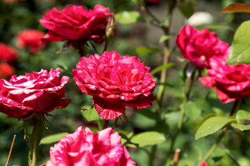 Garden red rose flower on background of green grass. flowers. Amazing red rose. Soft selective focus.