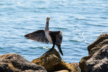 Great black cormorant on a stone with spread wings. A large black bird dries its wings and looks into the camera. Wildlife on the Sea of ​​Azov.