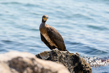 Great black cormorant on a stone. A large black bird sits on the background of the sea and looks into the camera.