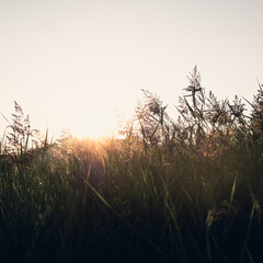 Fototapeta premium Back lit reeds at sunset