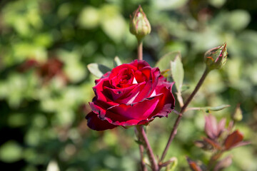 Garden red rose flower on background of green grass. flowers. Amazing red rose. Soft selective focus.