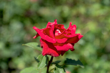 Garden red rose flower on background of green grass. flowers. Amazing red rose. Soft selective focus.