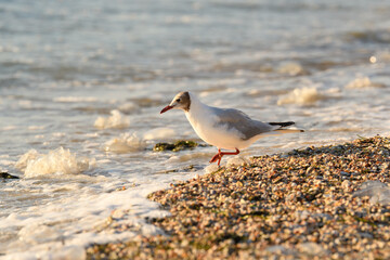 A seagull stands on the seashore with its paw raised. There are many jellyfish in the background