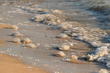 Large jellyfish thrown out by the sea wave. Sandy beach with jellyfish