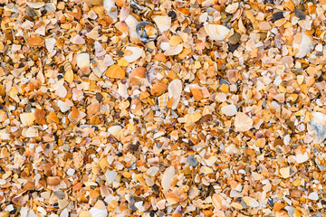 Texture from the wreckage of seashells on a seashell beach. View from above. Focusing on the center of the frame.
