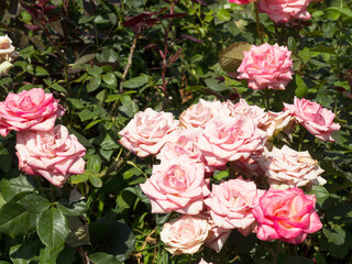 Garden rose flower on background of green grass. flowers. Amazing rose. Soft selective focus