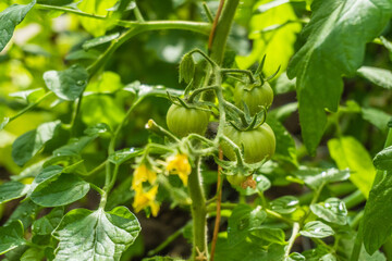 green tomatoes gardening