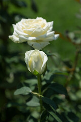 Garden white rose flower on background of green grass. flowers. Amazing white rose. Soft selective focus.