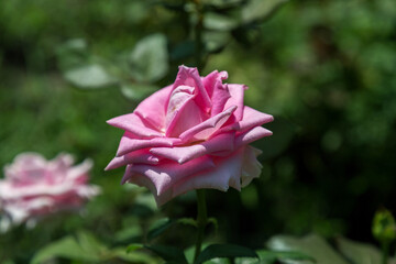 Garden red rose flower on background of green grass. flowers. Amazing red rose. Soft selective focus.