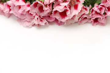 イロマツヨイグサの花束