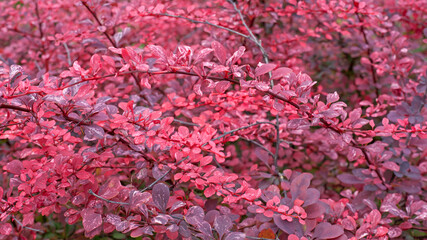 Purple barberry bush. Natural pattern or background