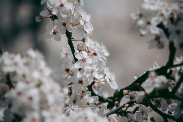 Beautiful wild eco environment near the city
