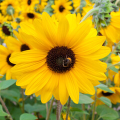 Bumblebee collecting pollen on decorative sunflower