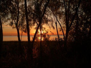 Fototapeta na wymiar sunset in forest beach river uruguay eucalyptus pine