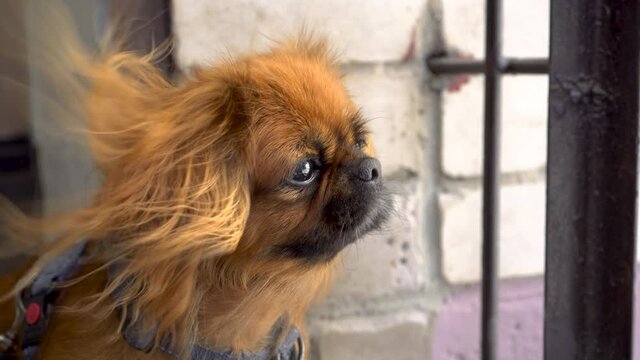 The red-haired Pekingese dog looks in attentively looks to the side. The wind flutters the dog's fur.