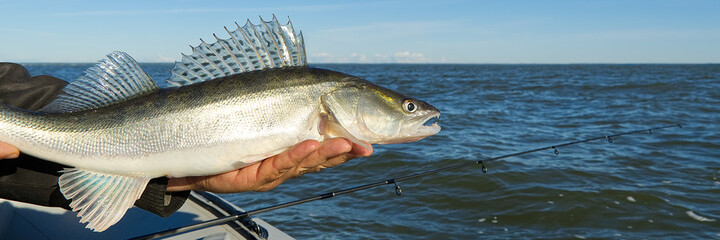 Fisherman holds a caught zander or pike perch in hands against the background of the Baltic sea....