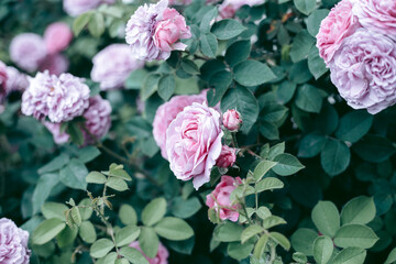 Beautiful wild eco environment near the city