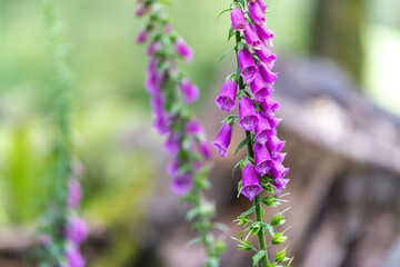 close up of lavender