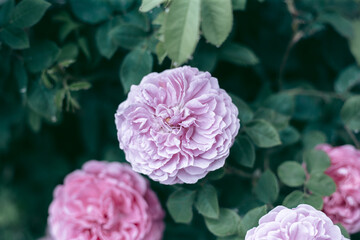 Beautiful wild eco environment near the city