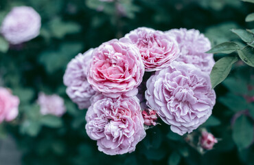 Beautiful wild eco environment near the city