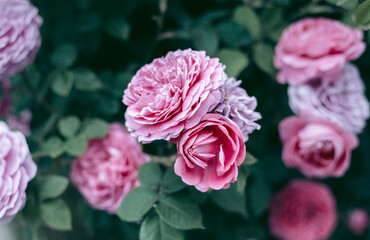 Beautiful wild eco environment near the city