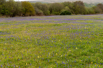 Fototapeta premium field of wildflowers