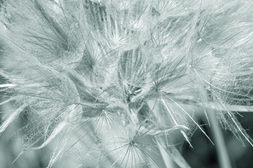 Abstract dandelion flower background, extreme closeup. Big dandelion on natural background. Art photography