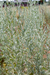 Wormwood (Artemisia Absinthium) green seeds closeup shot in sunny summer day. Soft selective focus