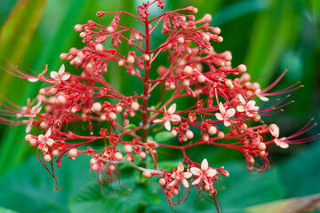 red and white flowers
