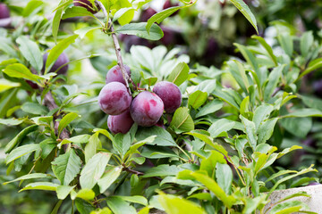 Red plum fruits on branch with green leaves growing in the garden. Plum. Plum on branch. Plum ripe