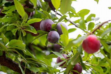 Red plum fruits on branch with green leaves growing in the garden. Plum. Plum on branch. Plum ripe