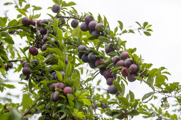 Red plum fruits on branch with green leaves growing in the garden. Plum. Plum on branch. Plum ripe