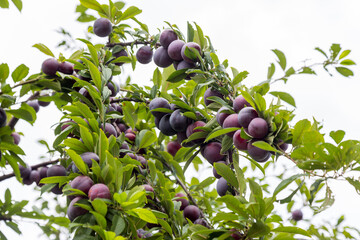 Red plum fruits on branch with green leaves growing in the garden. Plum. Plum on branch. Plum ripe