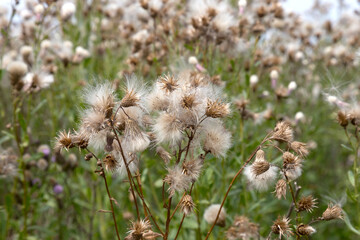 Authentic creative landscape lilac wildflowers with white fluffy seeds