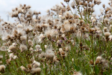 Authentic creative landscape lilac wildflowers with white fluffy seeds