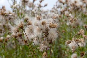 Authentic creative landscape lilac wildflowers with white fluffy seeds