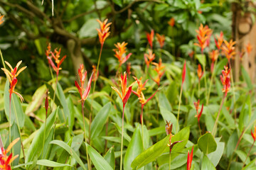 red and yellow tropical flowers