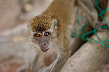 monkey eyes looking in camera