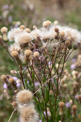 Authentic creative landscape lilac wildflowers with white fluffy seeds