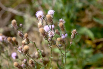 Authentic creative landscape lilac wildflowers with white fluffy seeds