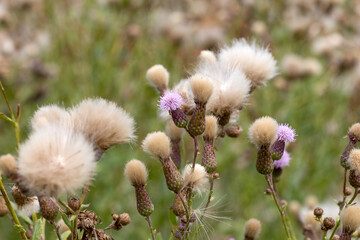 Authentic creative landscape lilac wildflowers with white fluffy seeds