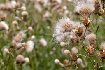 Authentic creative landscape lilac wildflowers with white fluffy seeds