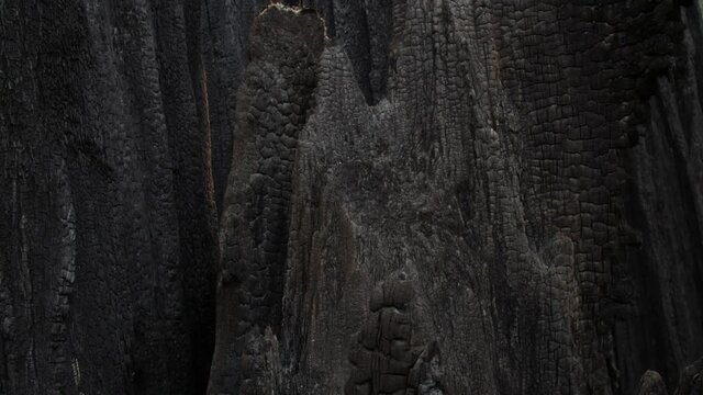 Healdsburg, California, USA. 23 August 2020. Charcoaled bark from a redwood tree burnt from Wildfire. LNU Lightning Complex Fire that ravaged the Northern California.