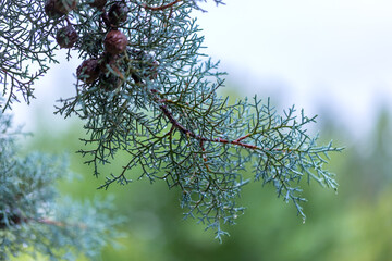 Drops of water on the juniper branch after rain. Selective focus.