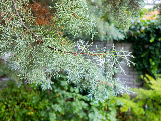Drops of water on the juniper branch after rain. Selective focus.