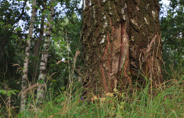 Birch trunk, grass, forest in summer
