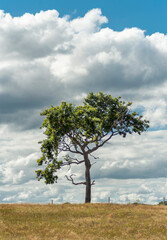 Fototapeta premium lonely tree in the field