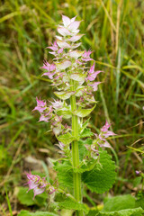 Pink flowers of English Clary Sage, Wort, Painted Muscat Sage, Orval (Salvia viridis syn. horminum)