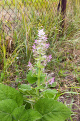Pink flowers of English Clary Sage, Wort, Painted Muscat Sage, Orval (Salvia viridis syn. horminum)