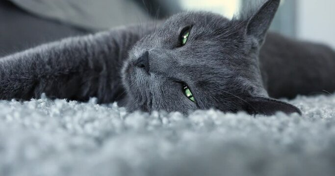 gray cat lies on a gray carpet
